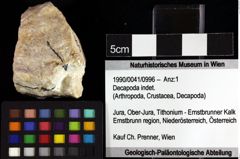 Foto (Objket + Etiketten) von Decapoda indet. 